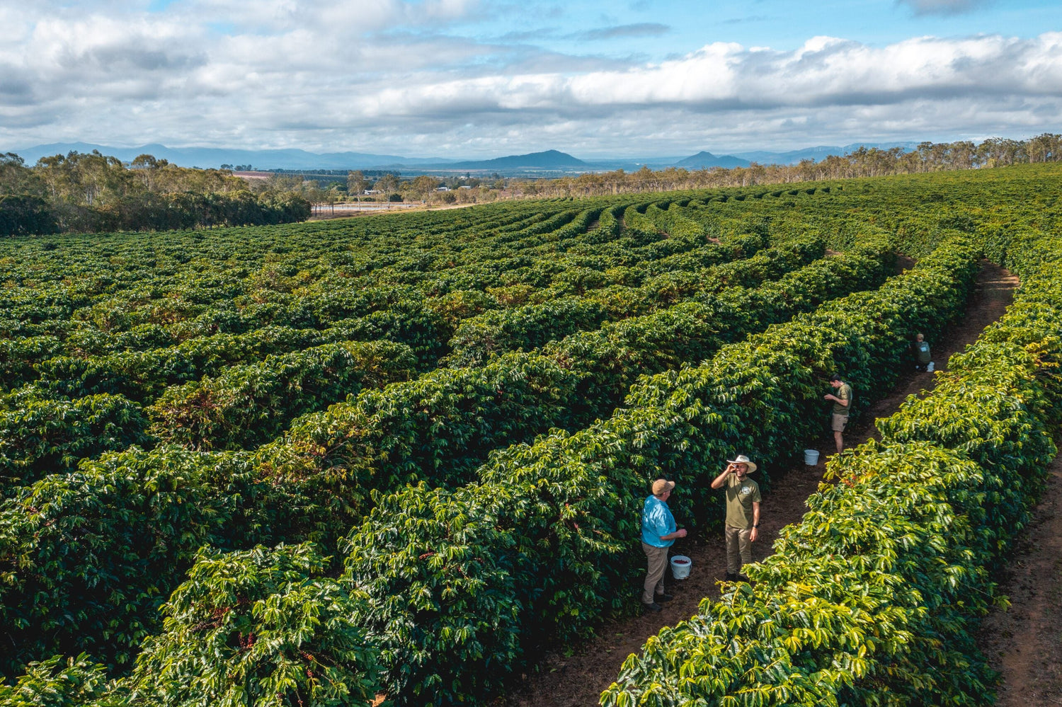 AUSTRALIAN COFFEE FARM DISCOVERY EXPEDITION